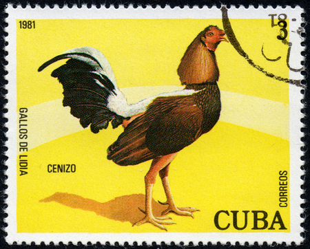 UKRAINE - CIRCA 2017: A stamp printed in Cuba, shows a cock Ctnizo, the series Fighting cocks, circa 1981のeditorial素材