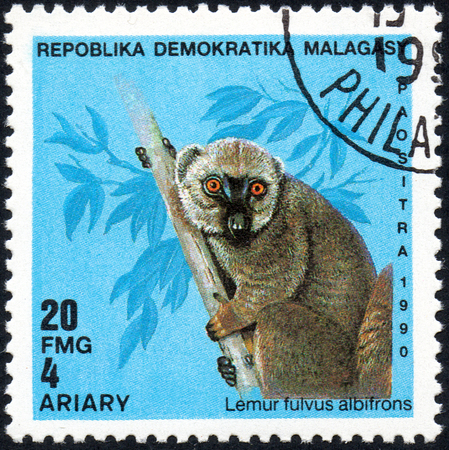 UKRAINE - CIRCA 2017: A stamp printed in Malagasy Madagascar shows Lemur fulvus albifrons, circa 1990のeditorial素材
