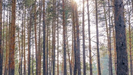 Landscape in a coniferous forest on a clear autumn day.の写真素材