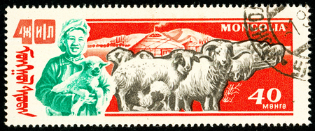Ukraine - circa 2018: A postage stamp printed in Mongolia show Domestic Sheep. Aries or Ovis ammon aries. Cattle breeding. Series: 40 Anniversary of the victory of the popular republic. Circa 1961のeditorial素材