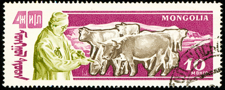 Ukraine - circa 2018: A postage stamp printed in Mongolia show Herd of cows. Cattle or Bos primigenius taurus. Cattle breeding. Series: Anniversary of the victory of the popular republic. Circa 1961のeditorial素材