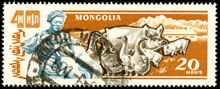 Ukraine - circa 2018: A postage stamp printed in Mongolia show Domestic Pig or Sus scrofa domestica, Domestic Goose. Cattle breeding, poultry farming. Circa 1961のeditorial素材