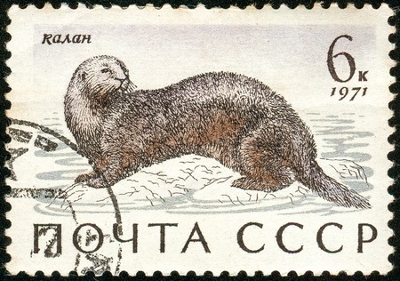 Ukraine - circa 2018: A postage stamp printed in USSR show Sea Otter or Enhydra lutris. Series: Marine Mammals. Circa 1971.のeditorial素材