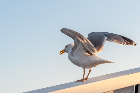 Big white seagull before takeoff. Side viewの写真素材