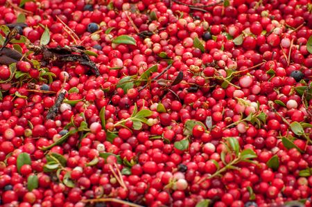 Ripe red appetizing berries cowberry, background, textureの写真素材