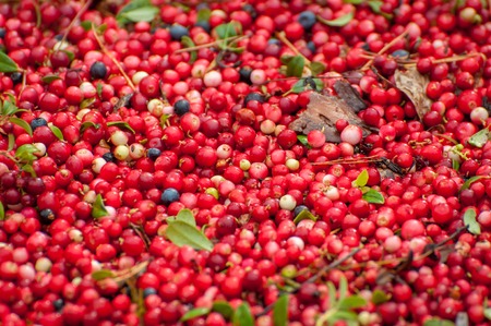 Ripe red appetizing berries cowberry, background, textureの写真素材