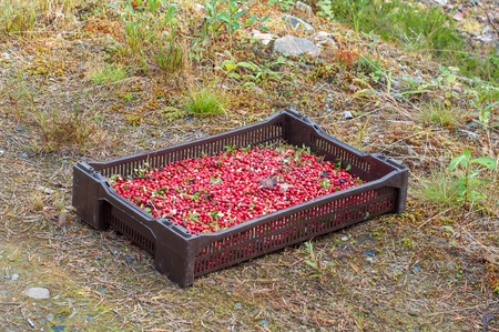 Ripe red berries of a cowberry in a brown plastic box lie on a grassの写真素材