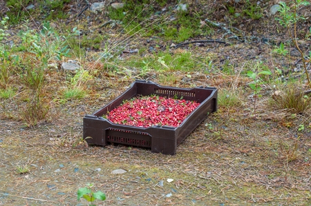 Ripe red berries of a cowberry in a brown plastic box lie on a grassの写真素材