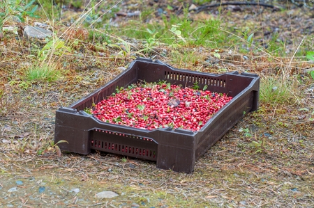 Ripe red berries of a cowberry in a brown plastic box lie on a grassの写真素材
