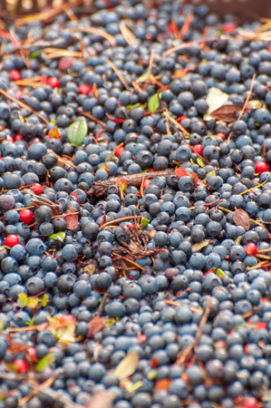 Ripe dark blue delicious berries blueberries, background, textureの写真素材