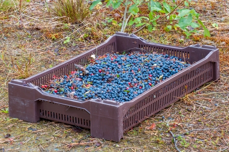 Ripe dark blue tasty blueberries in a brown plastic boxの写真素材