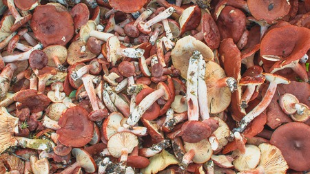 Fresh unrefined conditionally edible mushrooms, background, texture. Mushroom species: Lactarius rufus, Rufous Milkcapの写真素材