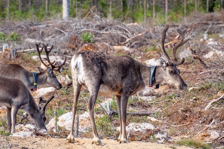 Finland. Deer with a GPS-collar. GPS beacon is used for deer registration and location informationの写真素材
