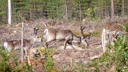 Finland. Deer with a GPS-collar. GPS beacon is used for deer registration and location informationの写真素材