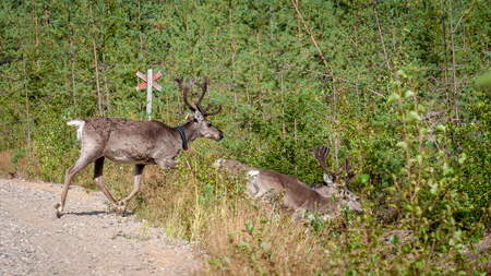 Finland. Deer with a GPS-collar. GPS beacon is used for deer registration and location informationの写真素材