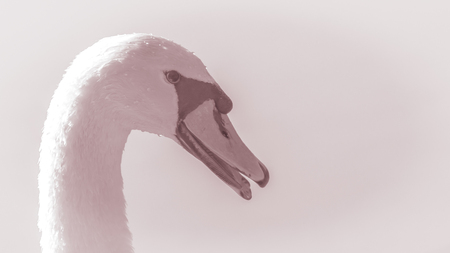 Swan. Image of the head of a beautiful graceful bird close-upの写真素材
