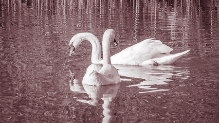 Swans, graceful birds on the water surface of the lakeの写真素材