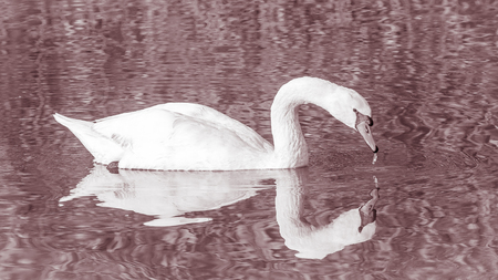 Swan, graceful bird on the water surface of the lakeの写真素材
