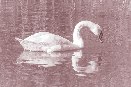 Swan, graceful bird on the water surface of the lakeの写真素材