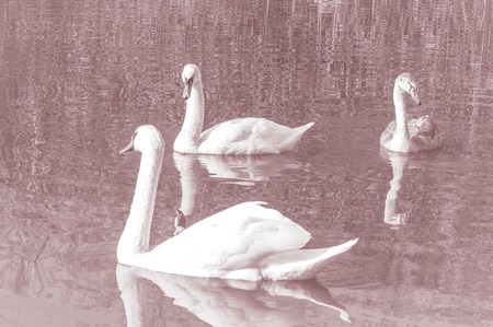Swans, graceful birds on the water surface of the lakeの写真素材