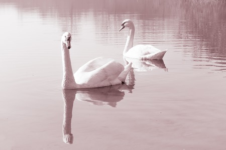 Swans, graceful birds on the water surface of the lakeの写真素材