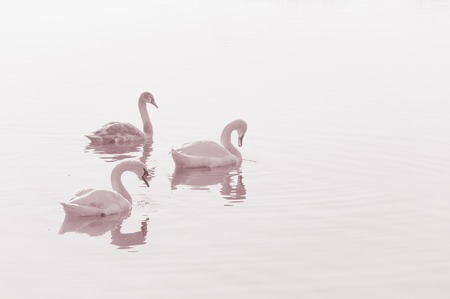 Swans, graceful birds on the water surface of the lakeの写真素材