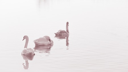 Swans, graceful birds on the water surface of the lakeの写真素材