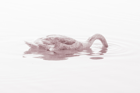 Swan, graceful bird on the water surface of the lakeの写真素材