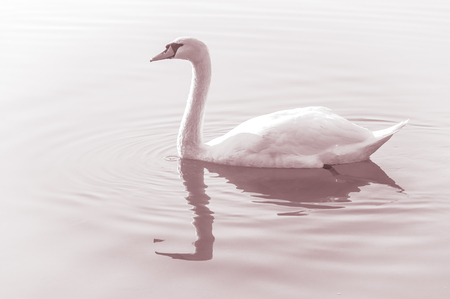 Swan, graceful bird on the water surface of the lakeの写真素材