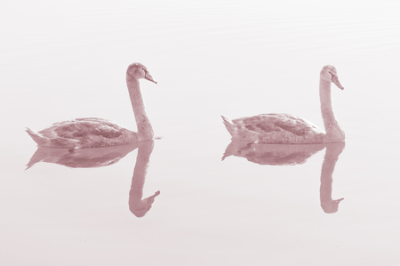 Swans, graceful birds on the water surface of the lakeの写真素材