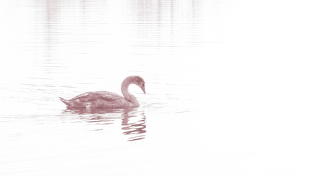 Swan, graceful bird on the water surface of the lakeの写真素材