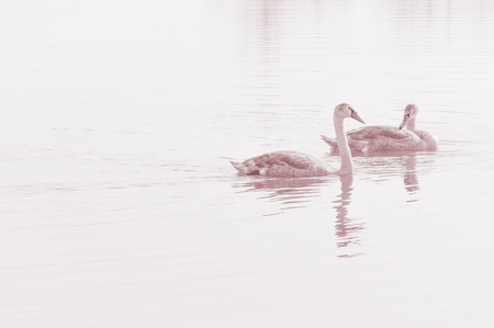 Swans, graceful birds on the water surface of the lakeの写真素材
