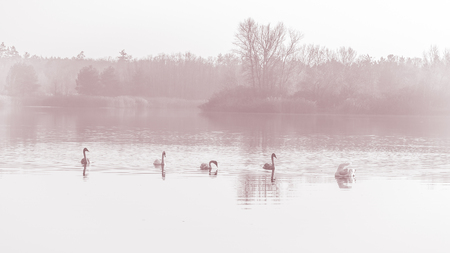 Swans, graceful birds on the water surface of the lakeの写真素材