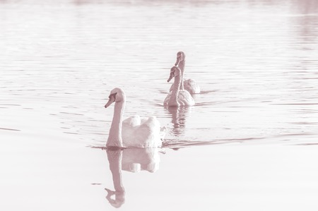 Swans, graceful birds on the water surface of the lakeの写真素材
