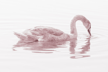 Swan, graceful bird on the water surface of the lakeの写真素材