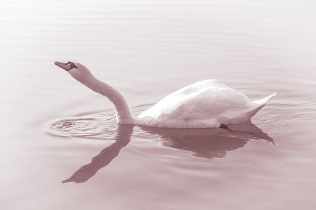 Swan, graceful bird on the water surface of the lakeの写真素材