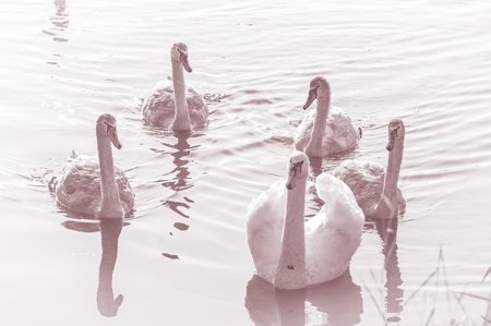 Swans, graceful birds on the water surface of the lakeの写真素材