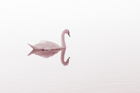 Swan, graceful bird on the water surface of the lakeの写真素材