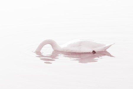 Swan, graceful bird on the water surface of the lakeの写真素材