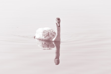 Swan, graceful bird on the water surface of the lakeの写真素材