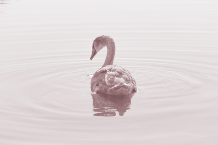 Swan, graceful bird on the water surface of the lakeの写真素材
