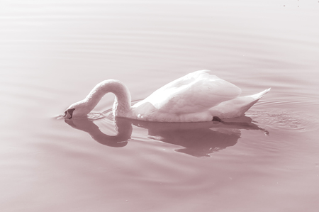 Swan, graceful bird on the water surface of the lakeの写真素材