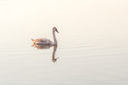 Swan, graceful bird on the water surface of the lakeの写真素材