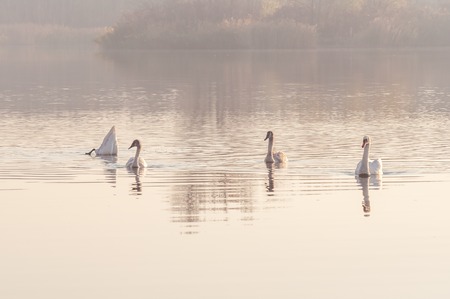 Swans, graceful birds on the water surface of the lakeの写真素材
