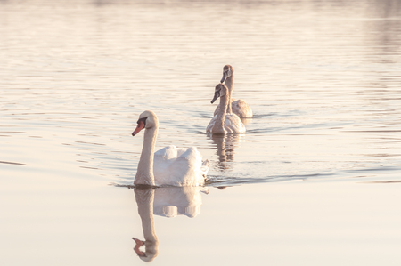 Swans, graceful birds on the water surface of the lakeの写真素材