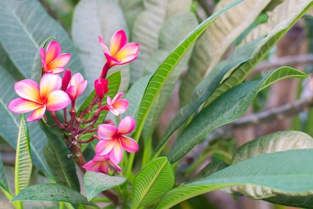 Tropical Pink flower frangipani or plumeria blooming on the tree. Beautiful background for greeting card. Closeup Bright spring flowers for spa and therapyの写真素材