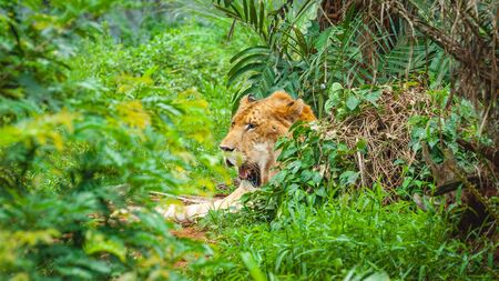 Adult calm lioness lies in dense green thicketsの写真素材