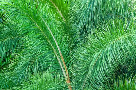 Background tropical Natural , green leaves. Thick green thickets, jungleの写真素材