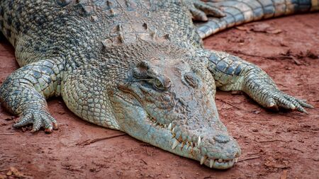Crocodile close-up on the shore of the swampの写真素材