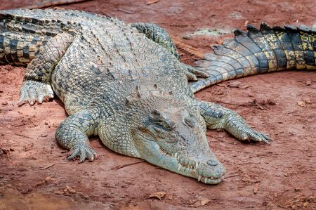 Crocodile close-up on the shore of the swampの写真素材